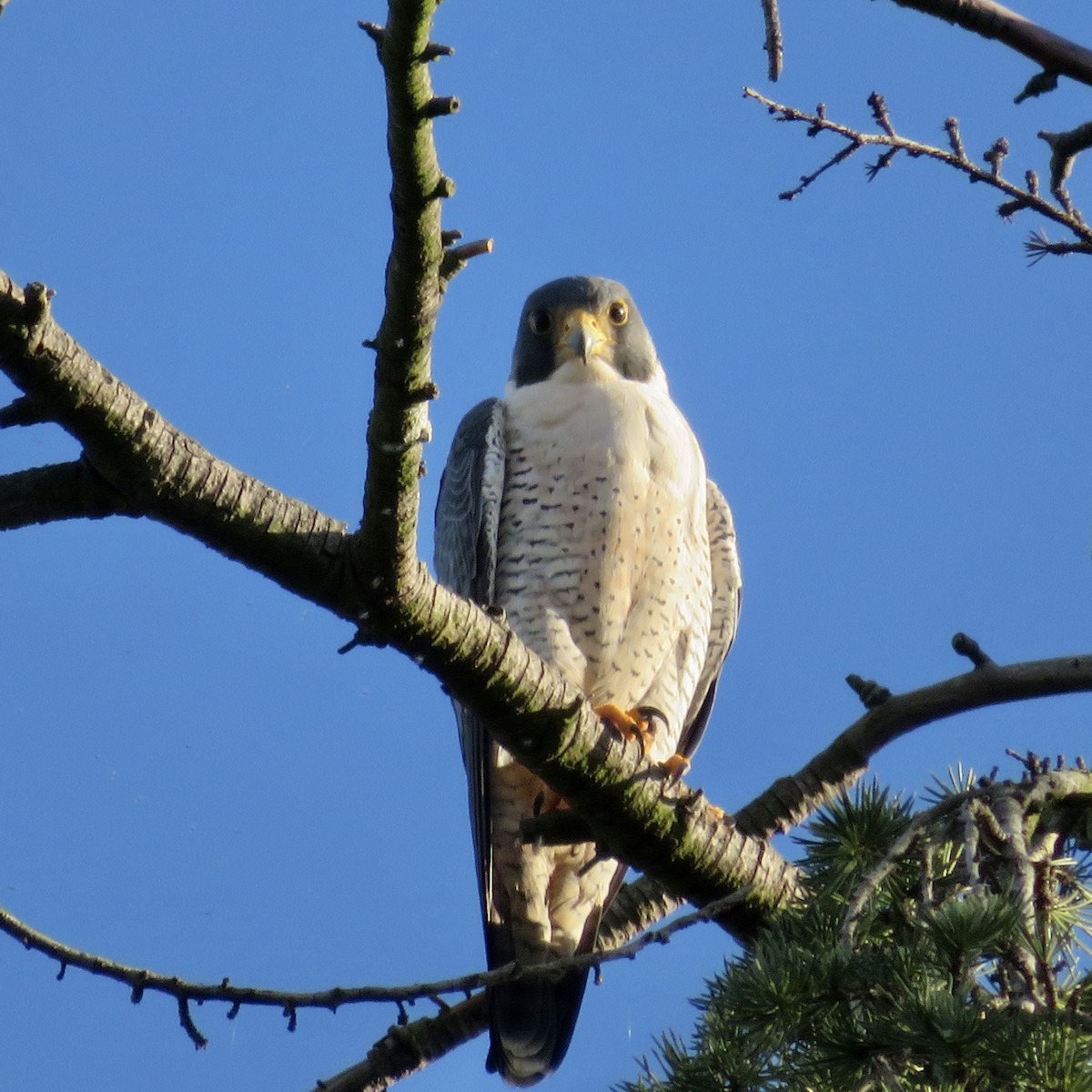 Gökdoğan - ML645977513