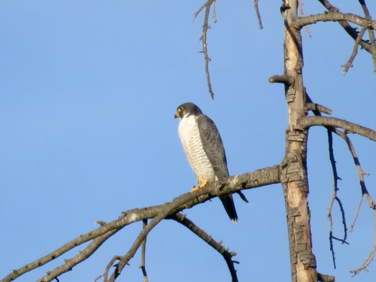 Gökdoğan - ML645977514