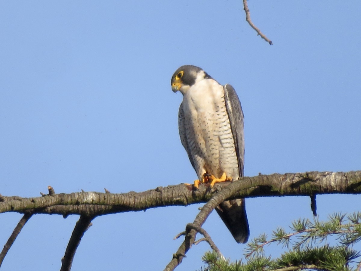 Gökdoğan - ML645977515