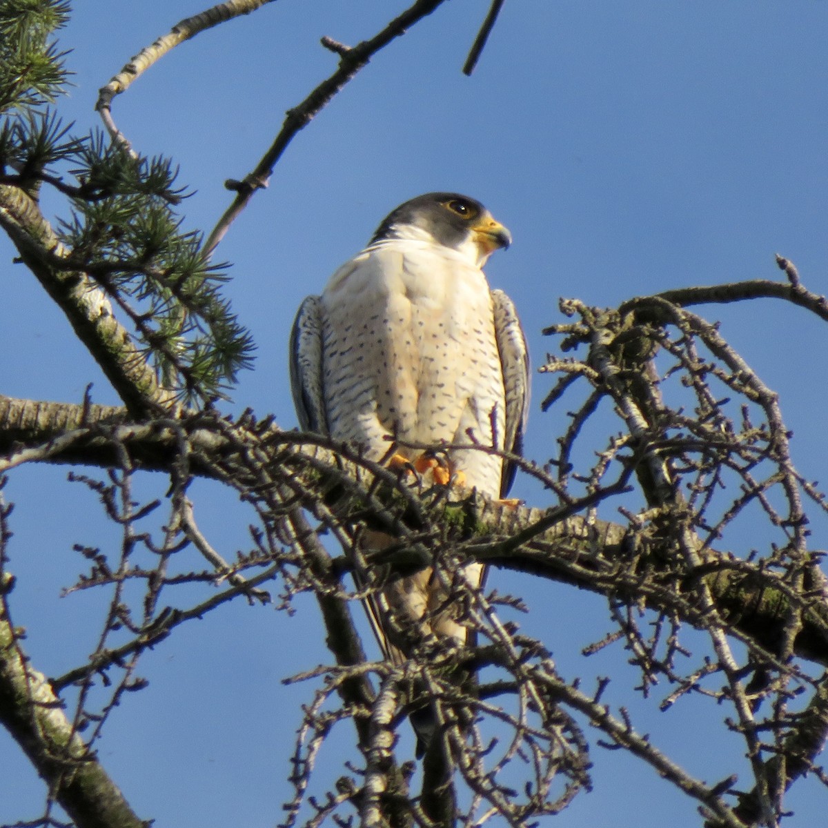 Gökdoğan - ML645977516