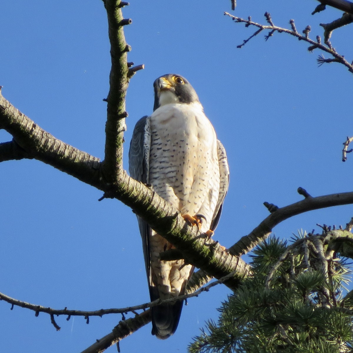 Gökdoğan - ML645977517