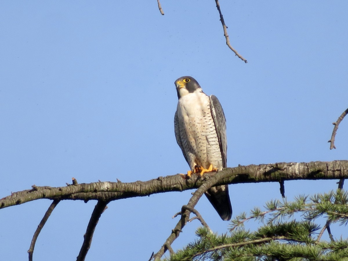 Gökdoğan - ML645977518