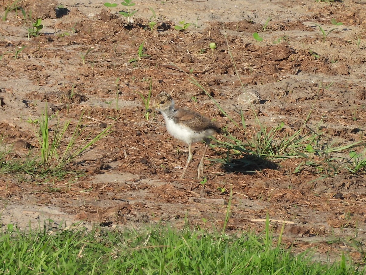 Ak Tepeli Kızkuşu - ML645977519