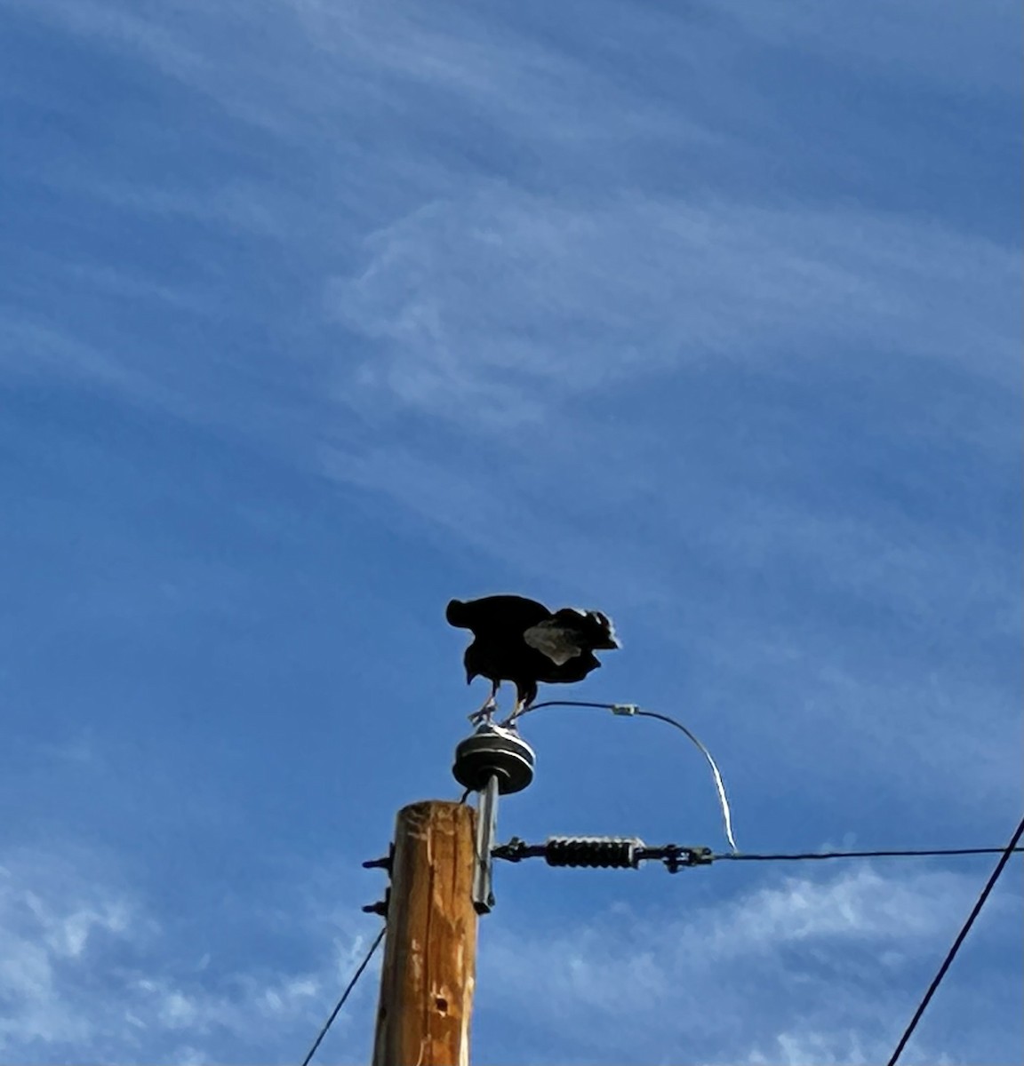 Harris Şahini - ML645977521