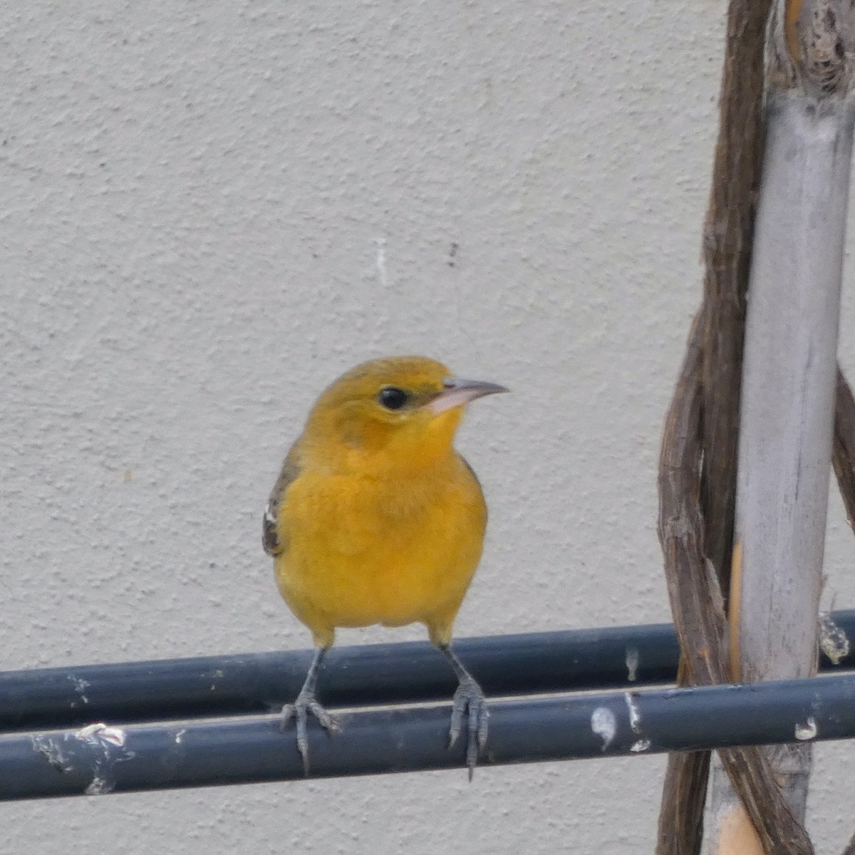 Maskeli Turpiyal - ML645977522