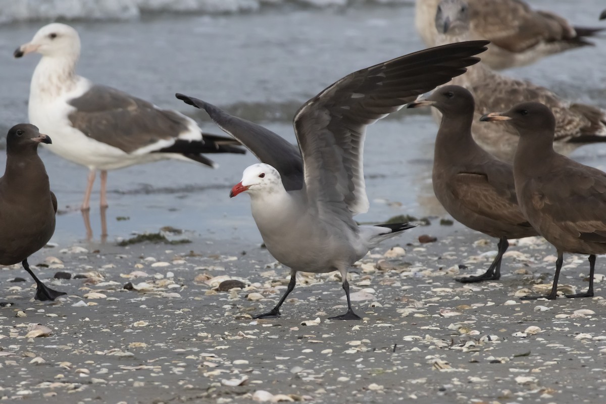 Heermann Martısı - ML645977523