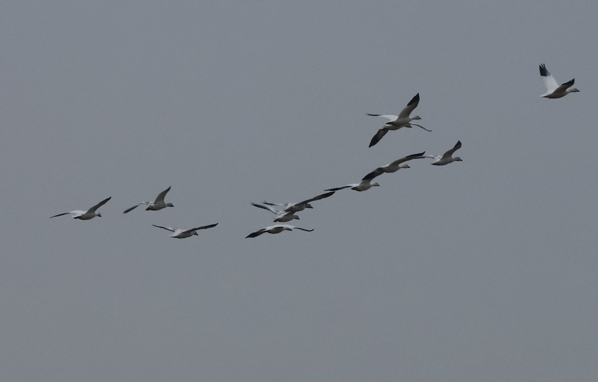 Kar Kazı - ML645977524