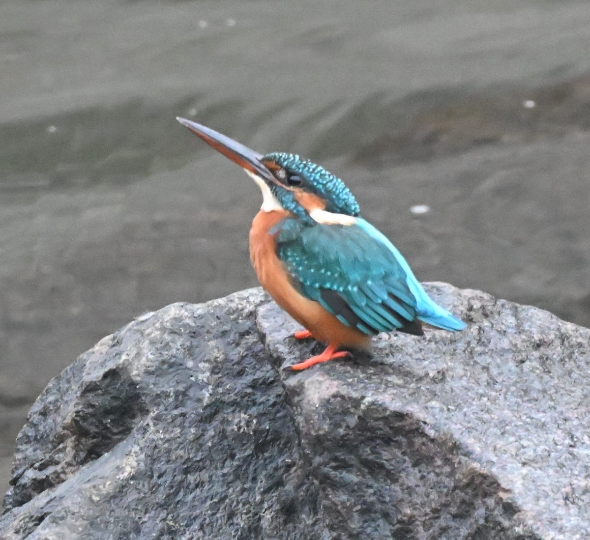 Yalıçapkını - ML645977525