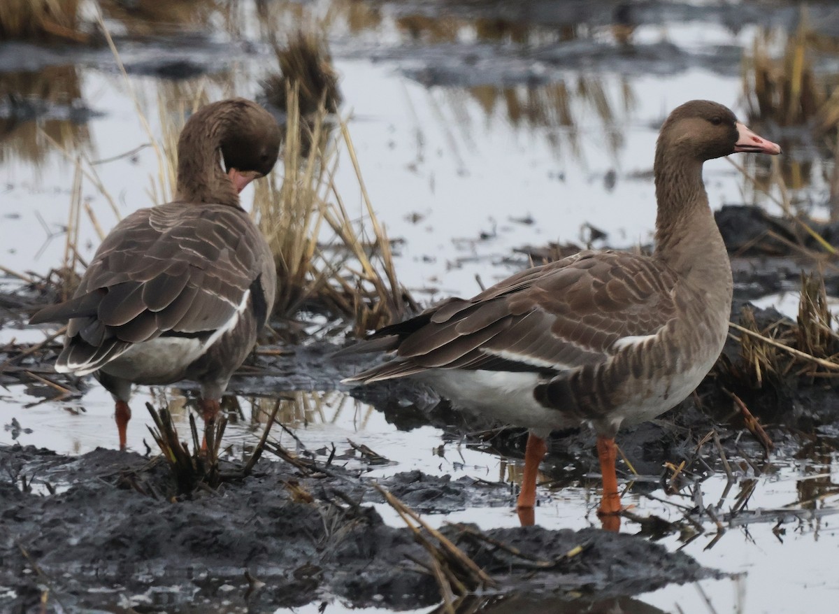 Sakarca - ML645977526