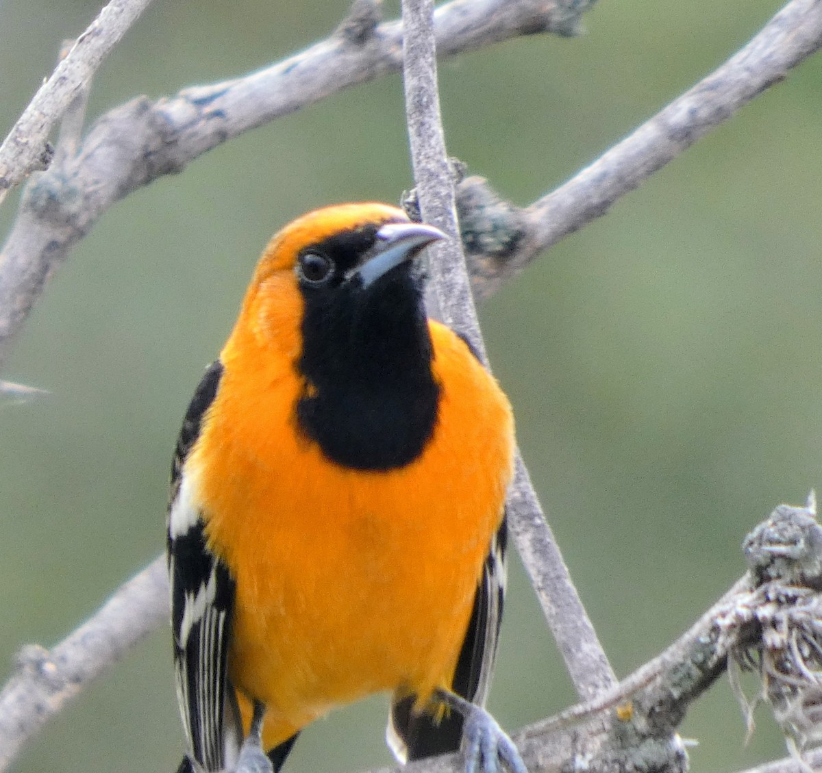 Maskeli Turpiyal - ML645977527