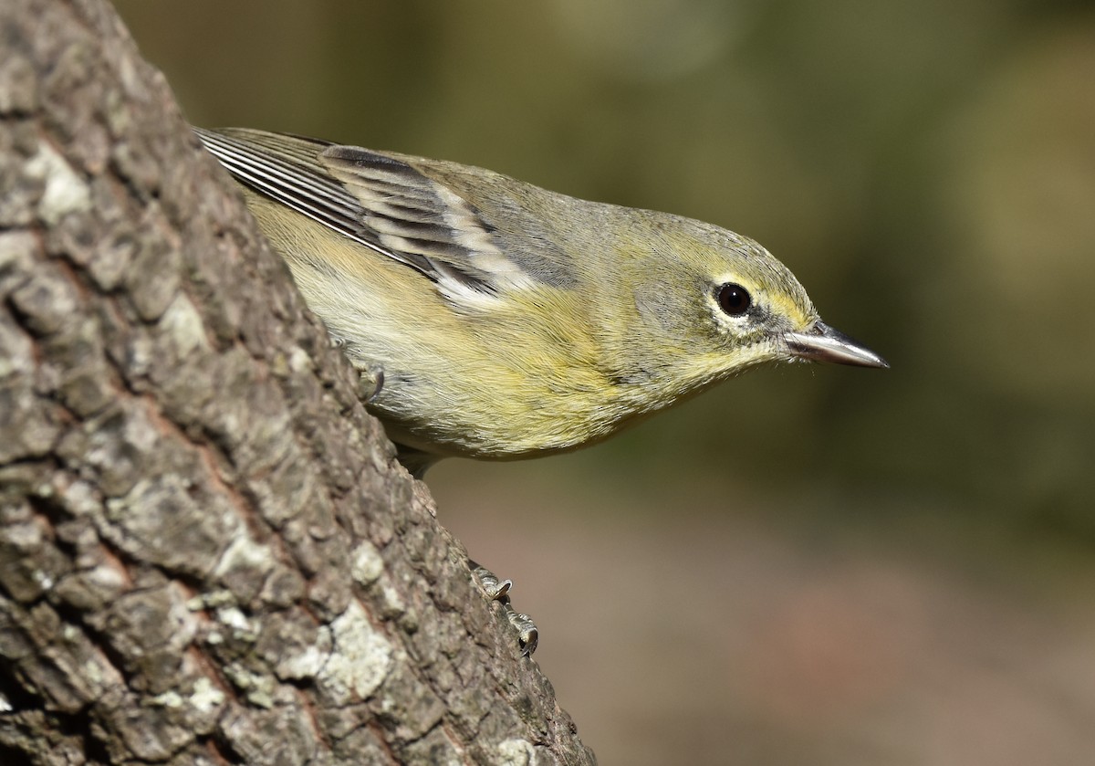 Çam Ötleğeni - ML645977528