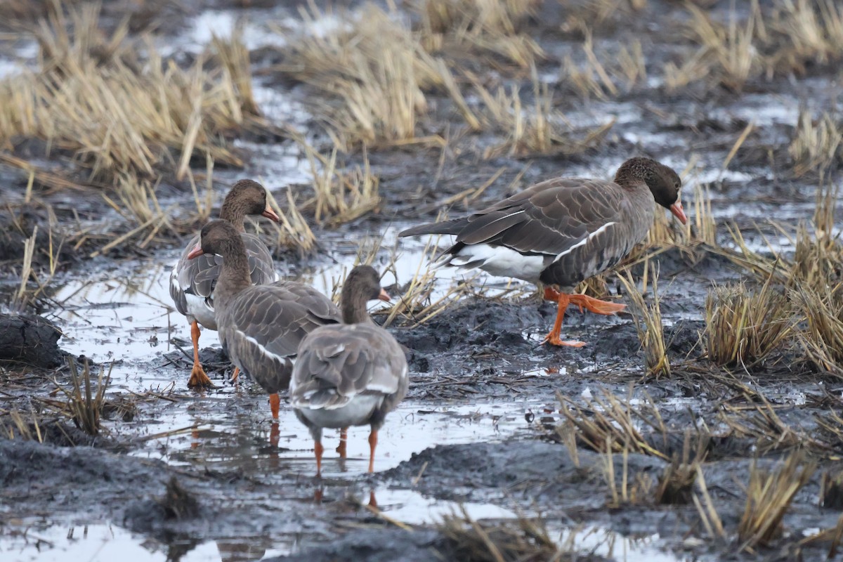 Sakarca - ML645977530