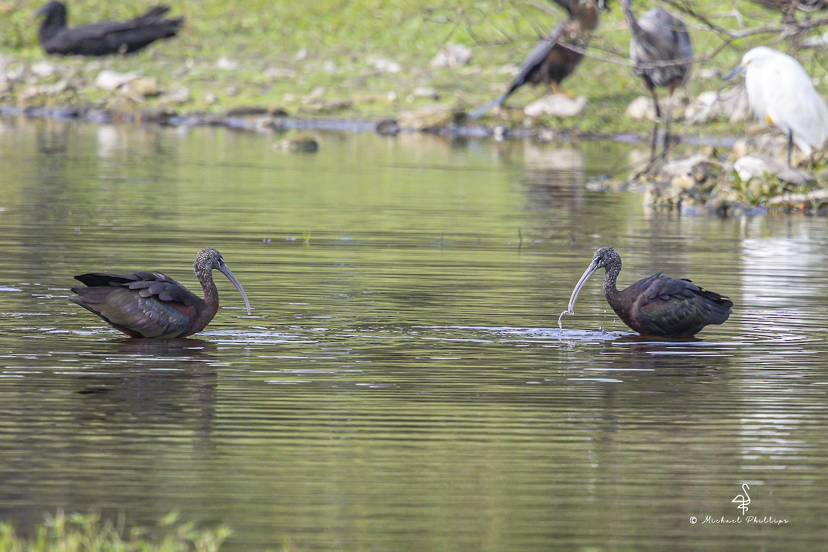 Çeltikçi - ML645977531