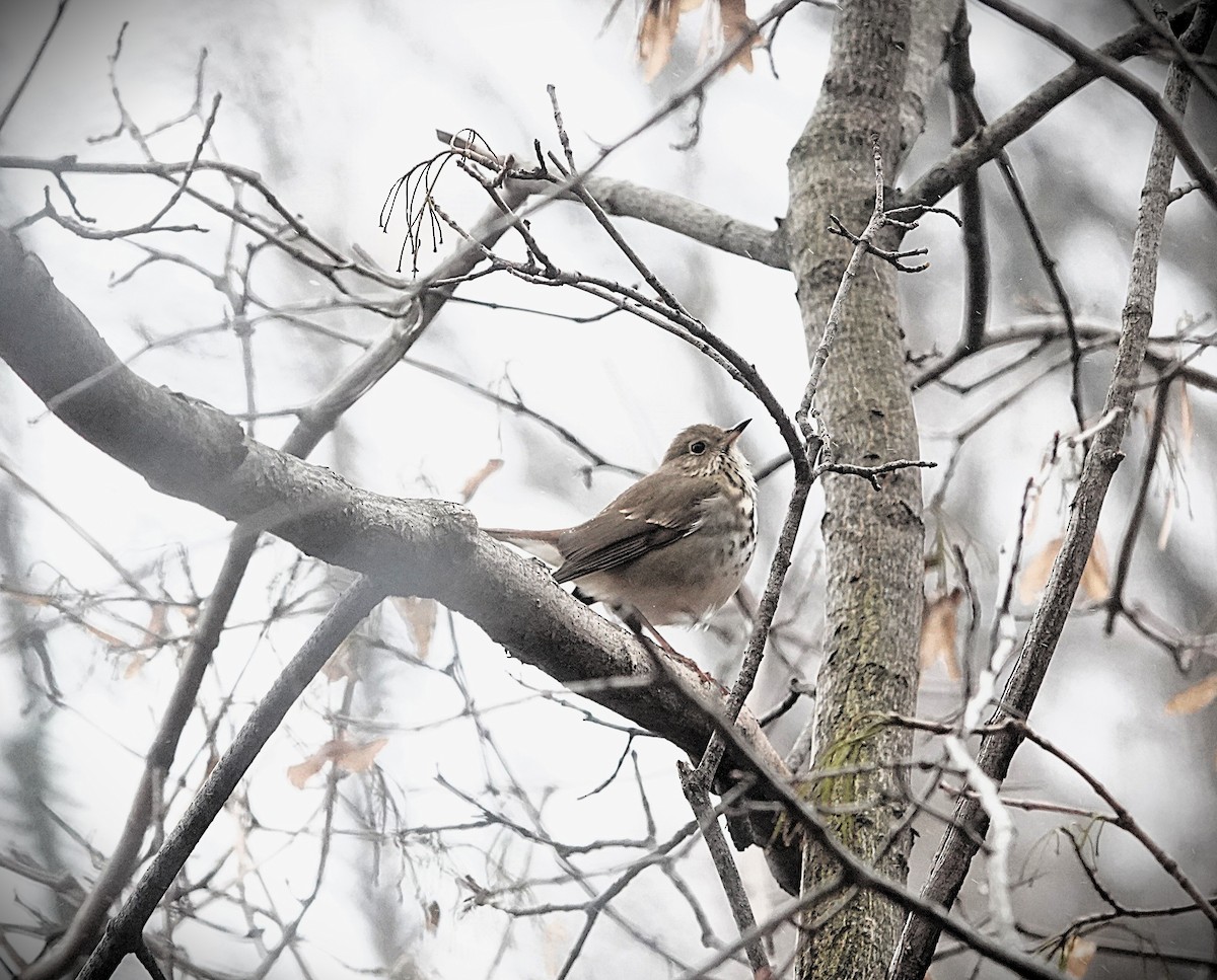 קיכלי חלוד-זנב - ML645977535
