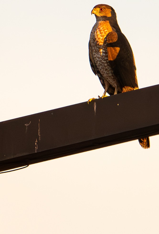 Cooper's Hawk - ML645977550