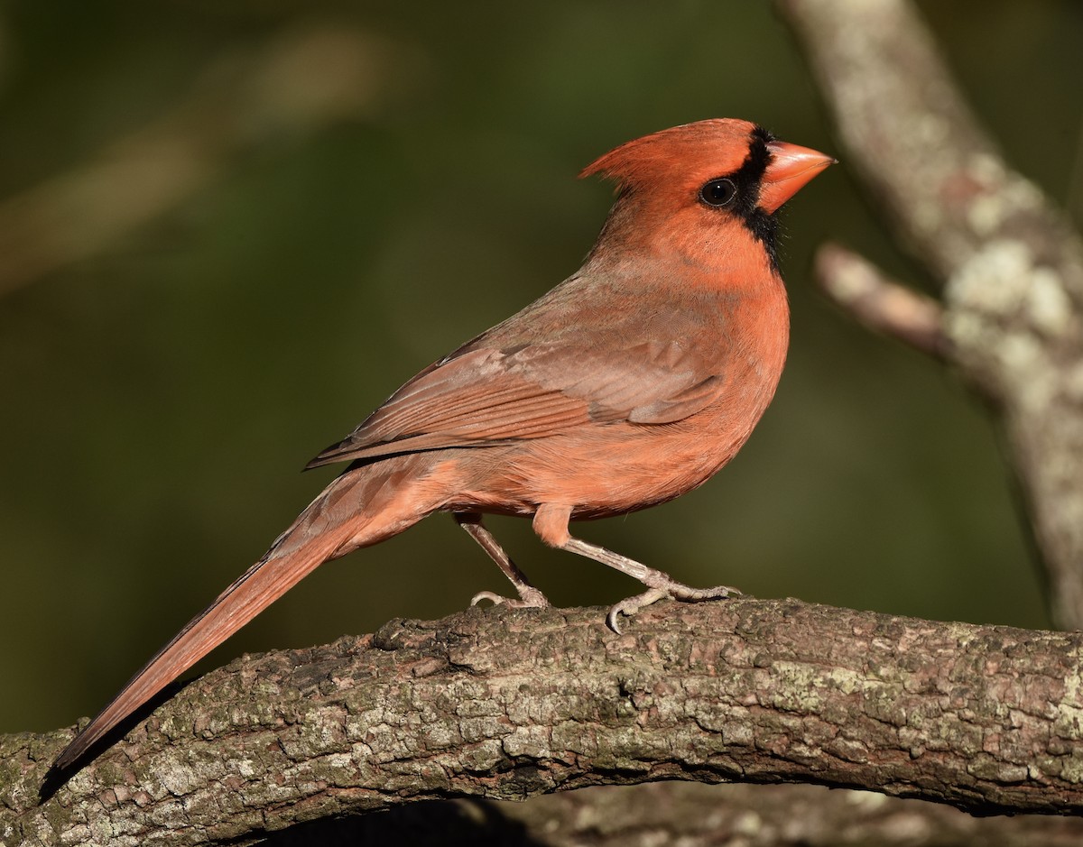 rødkardinal - ML645977555