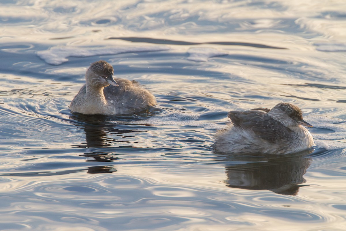 Hoary-headed Grebe - ML645977572