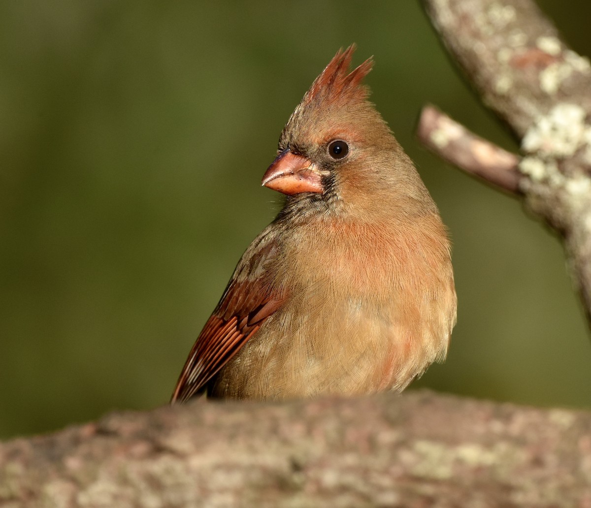 rødkardinal - ML645977585