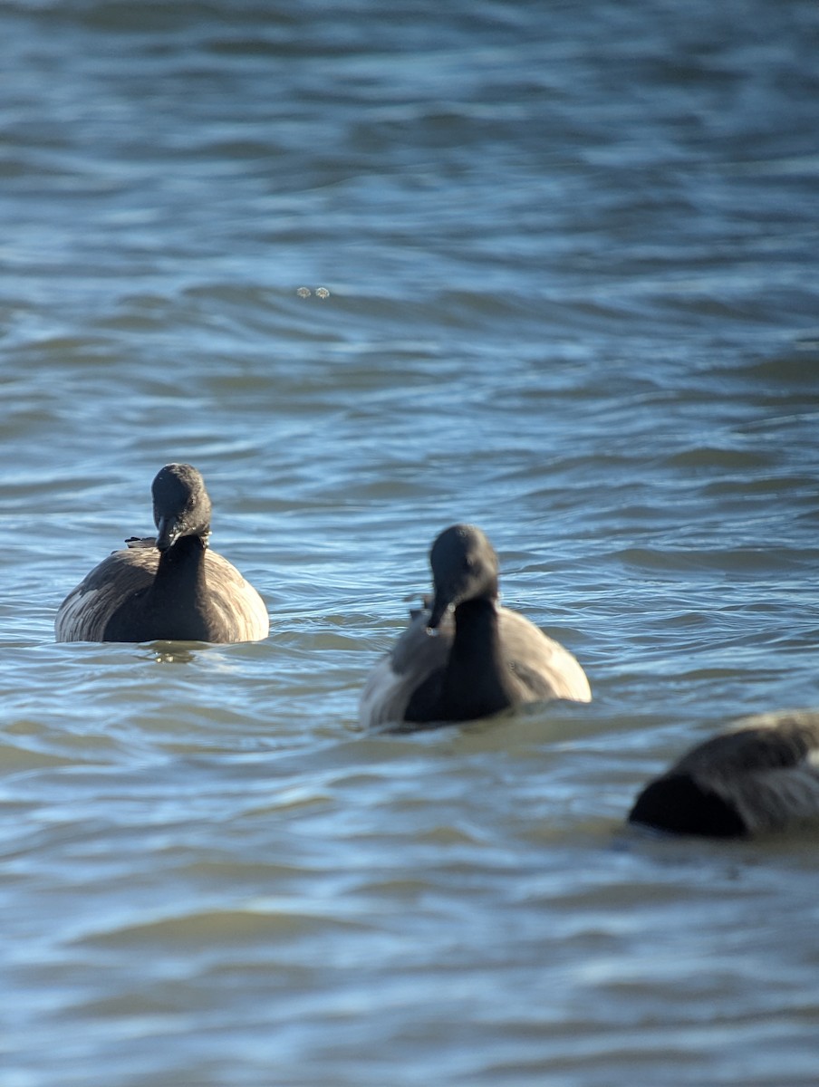 Brant - ML645977589