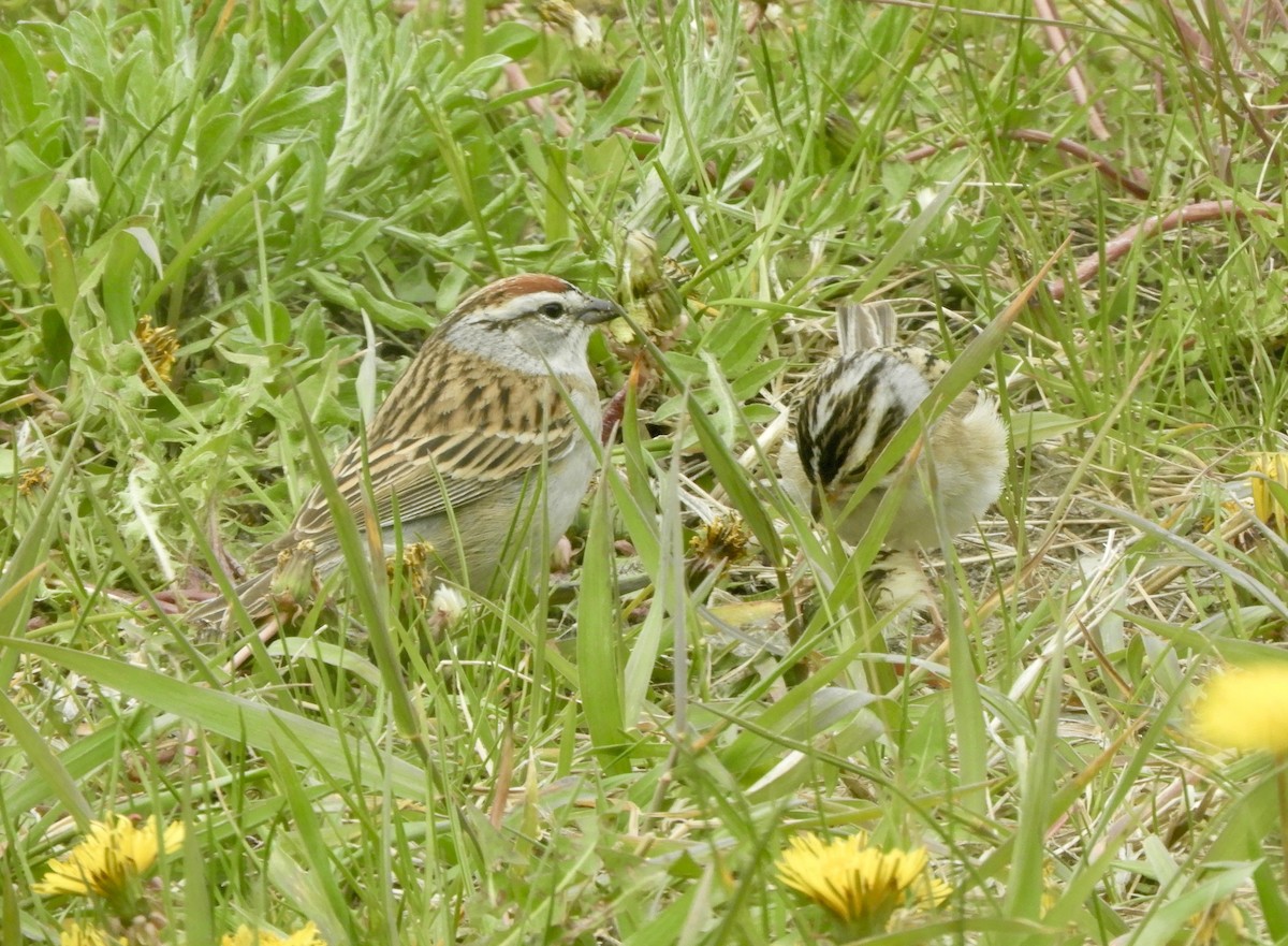 Chipping Sparrow - ML645977598