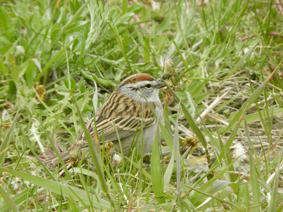 Chipping Sparrow - ML645977599