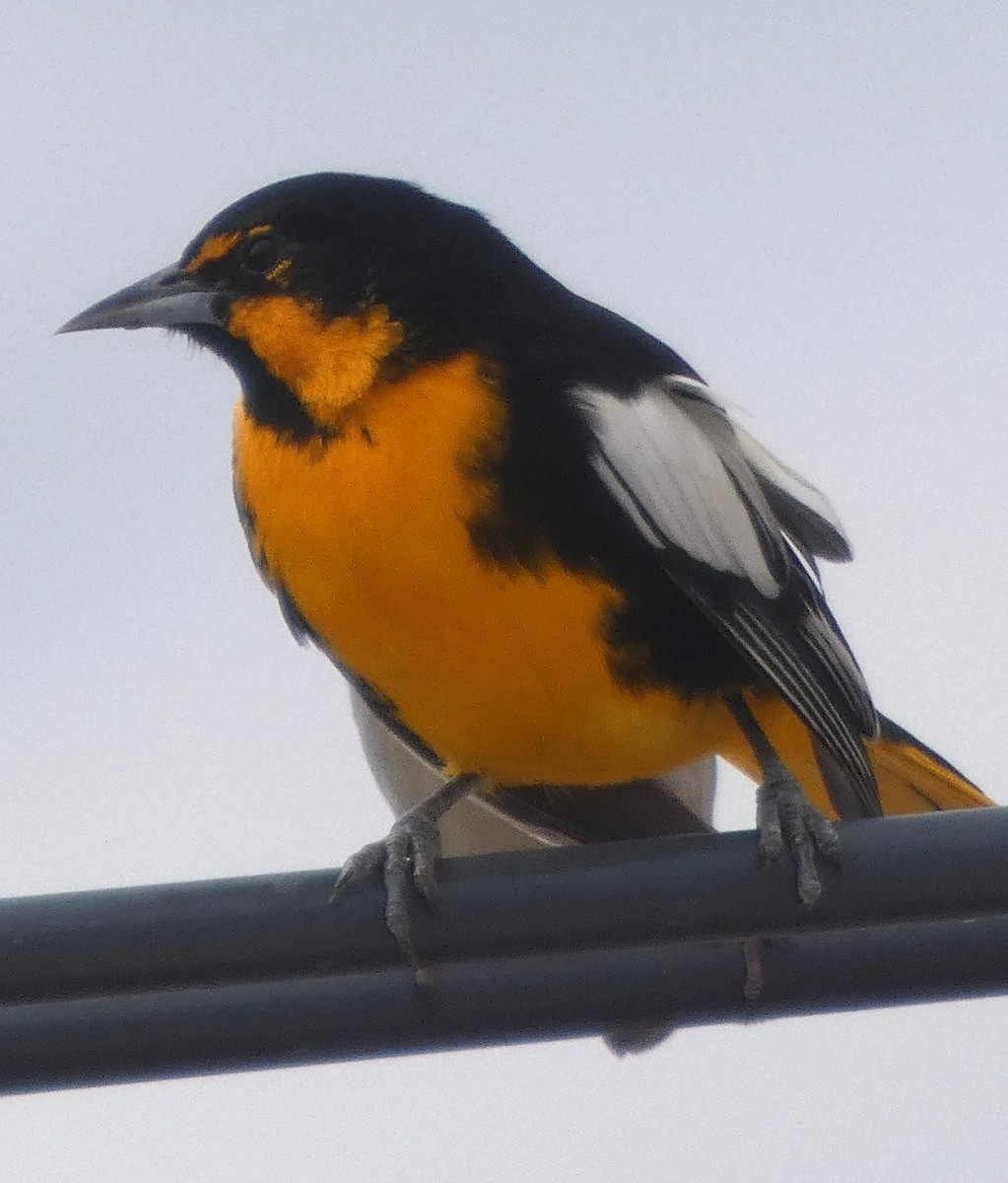 Black-backed Oriole - ML645977602