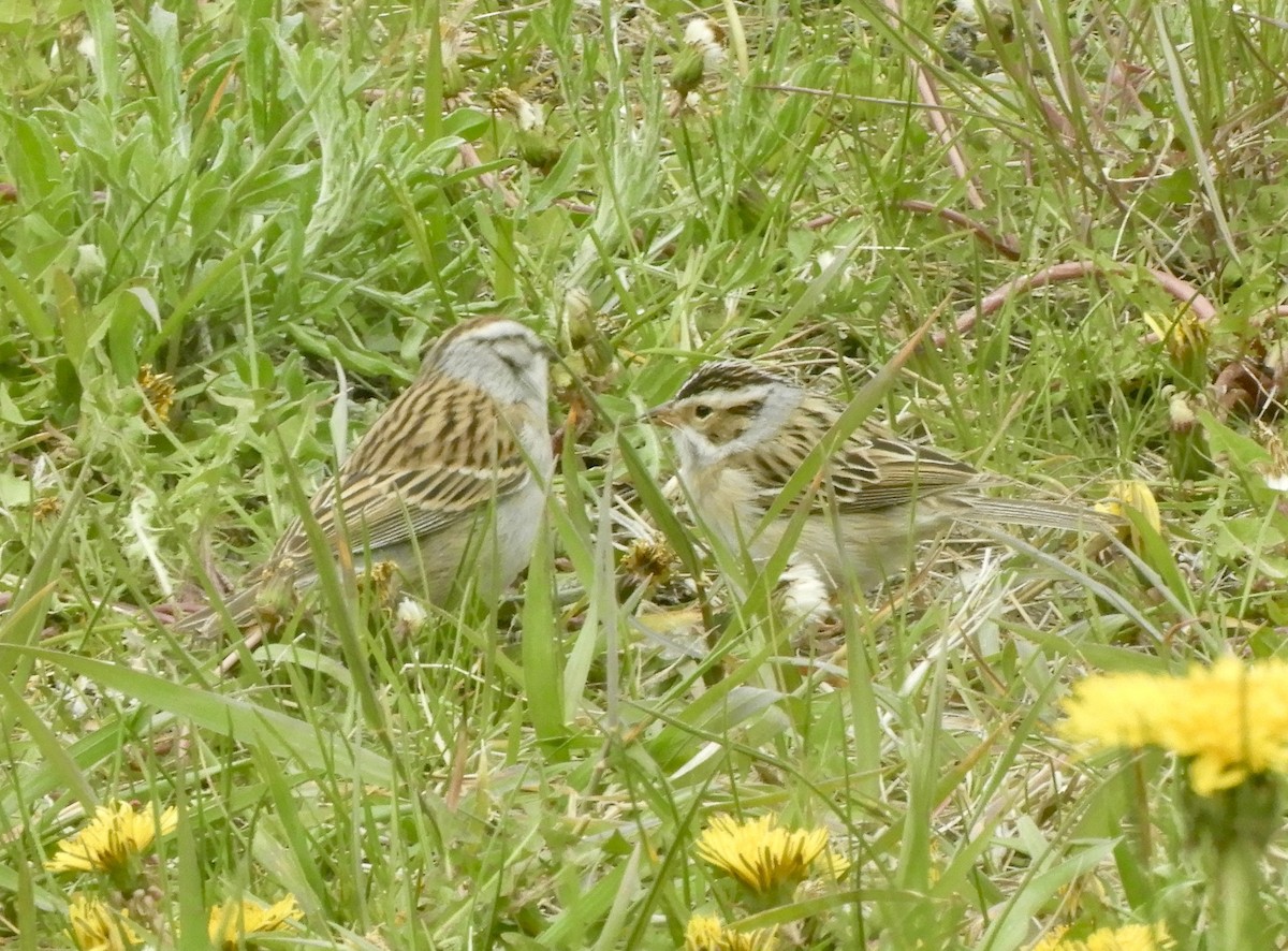 Clay-colored Sparrow - ML645977613
