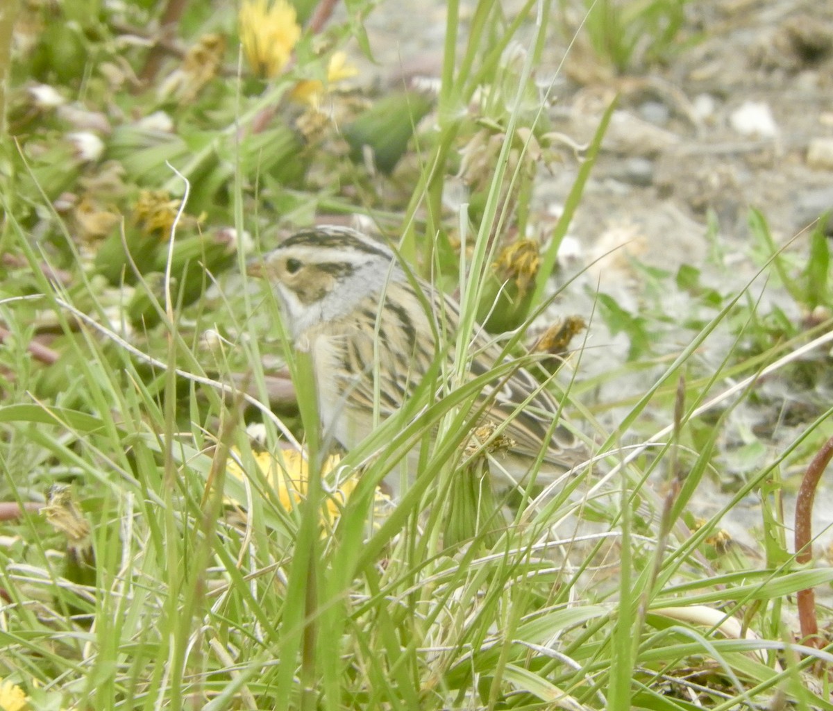 Clay-colored Sparrow - ML645977614