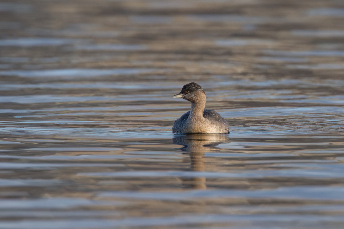 Hoary-headed Grebe - ML645977615