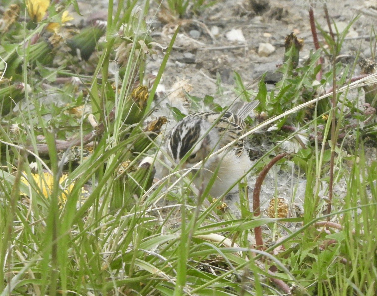 Clay-colored Sparrow - ML645977616