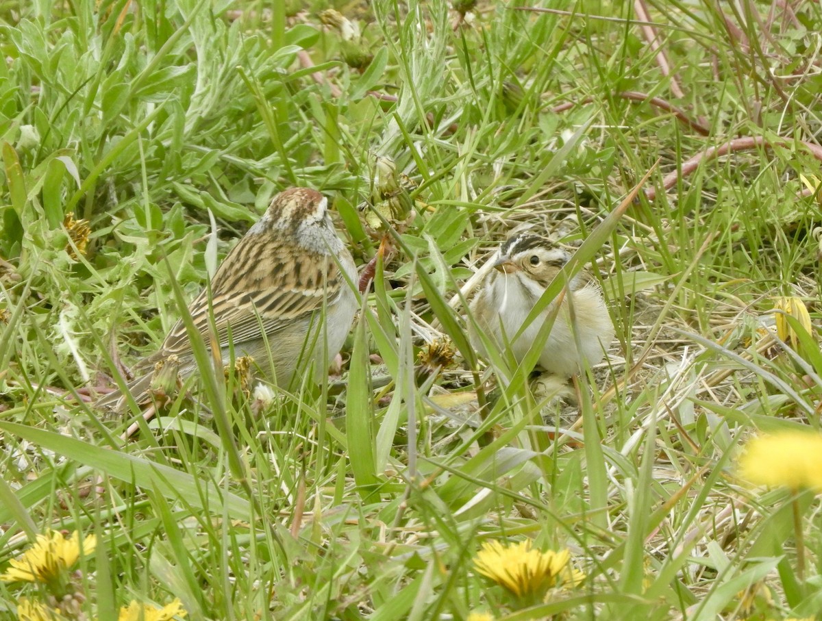 Clay-colored Sparrow - ML645977617