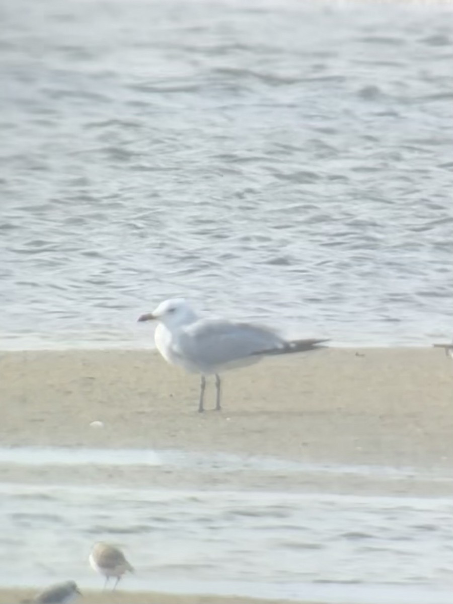 Audouin's Gull - ML645977625