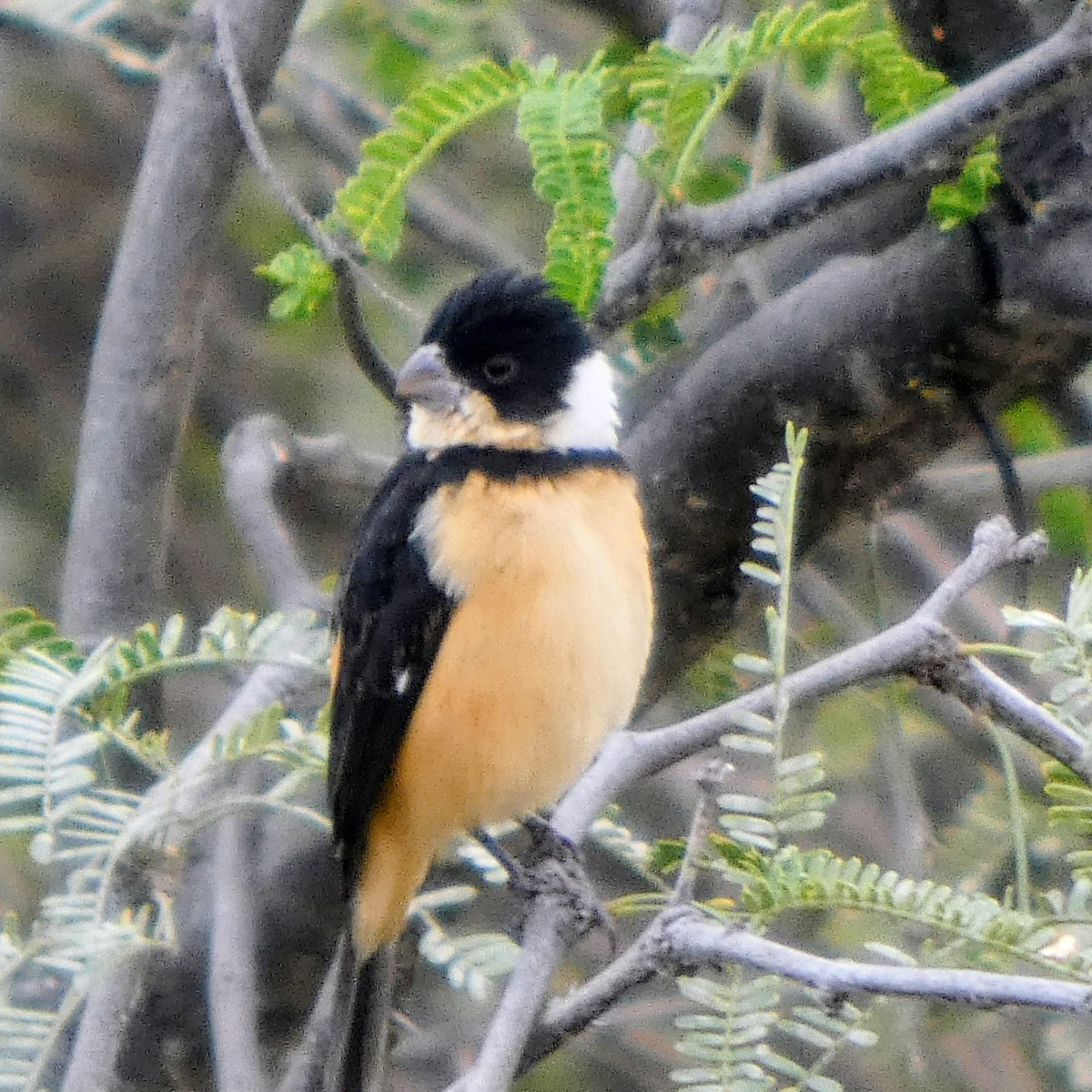 Cinnamon-rumped Seedeater - ML645977629