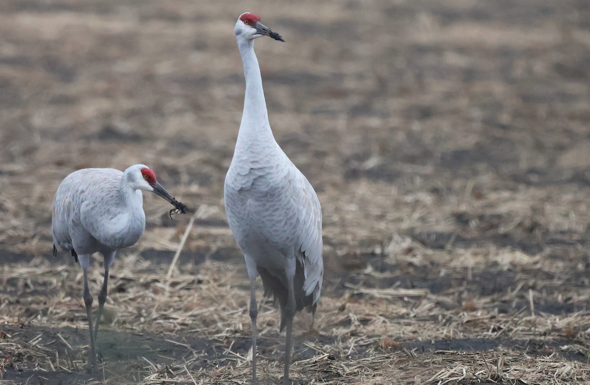 Sandhill Crane - ML645977630