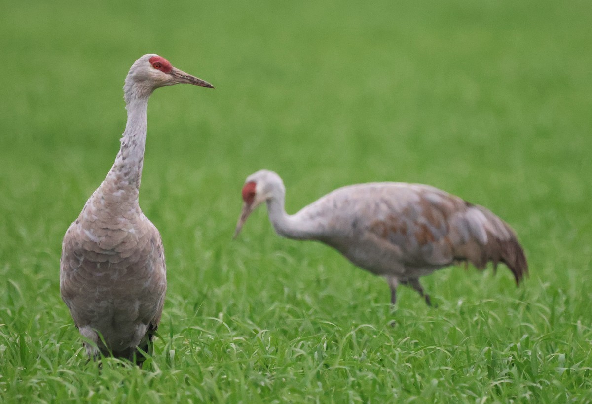 Sandhill Crane - ML645977631