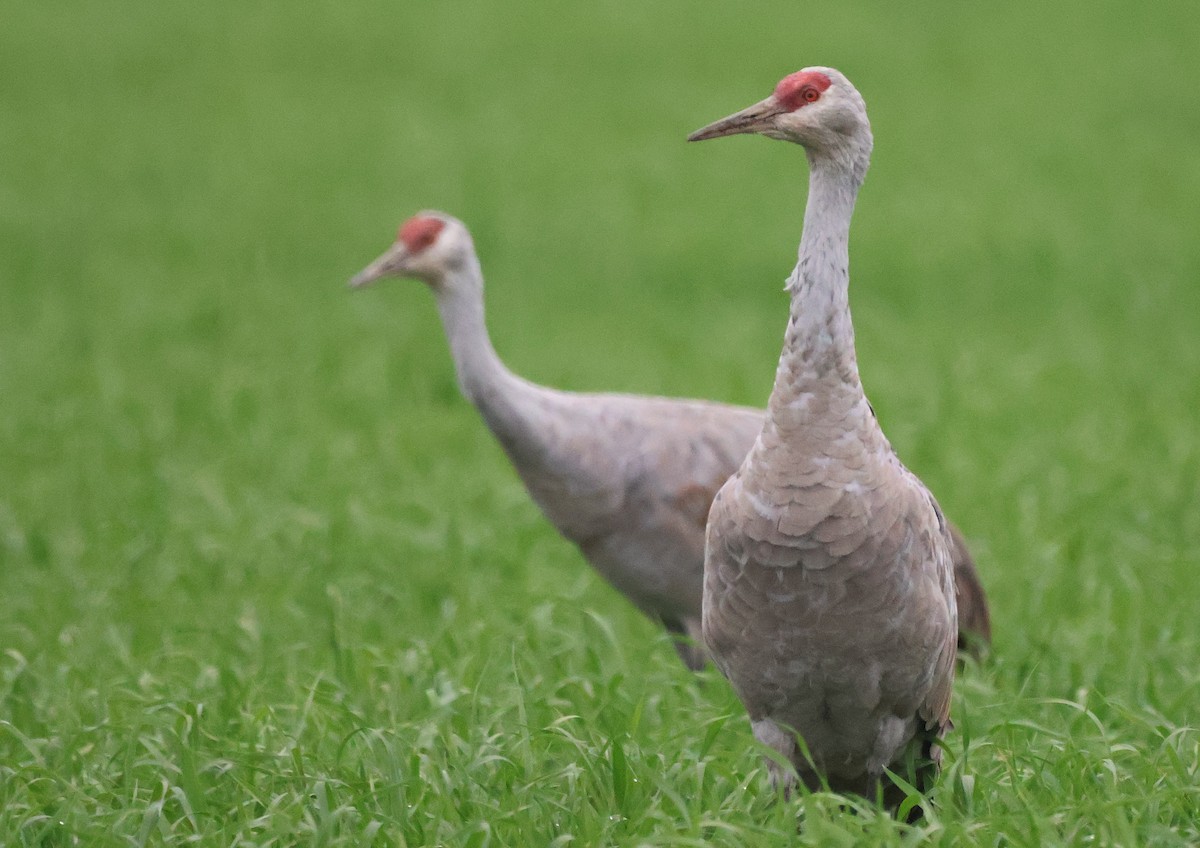Sandhill Crane - ML645977633