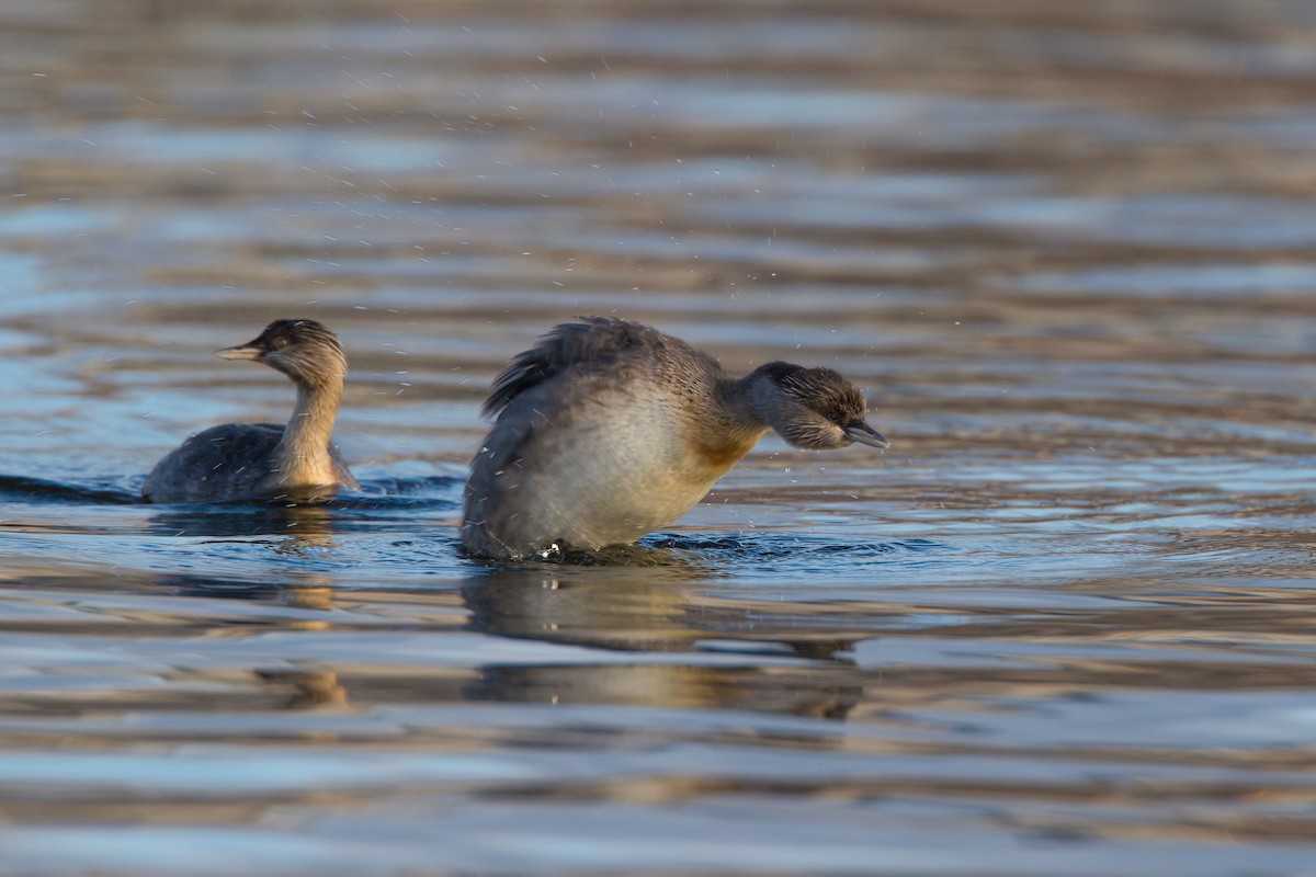 Hoary-headed Grebe - ML645977634