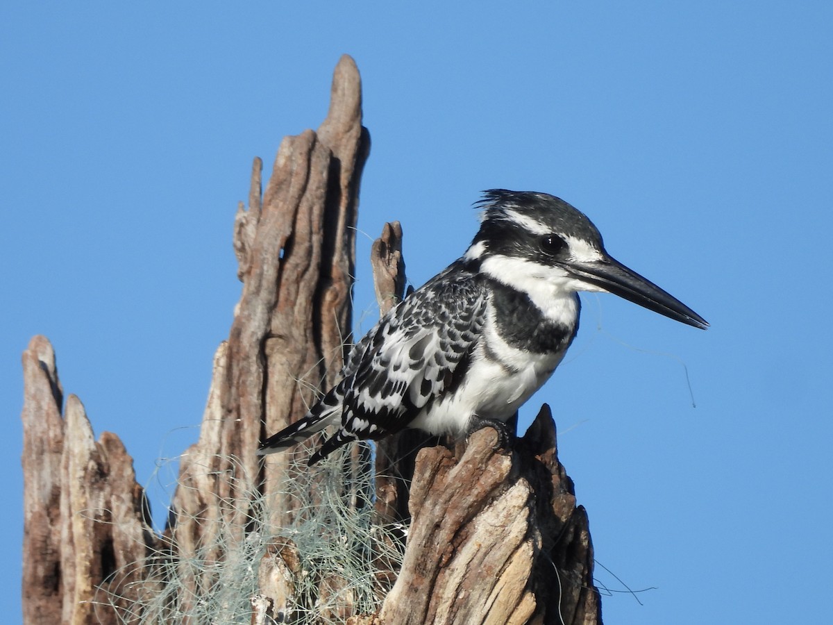 Pied Kingfisher - ML645977635