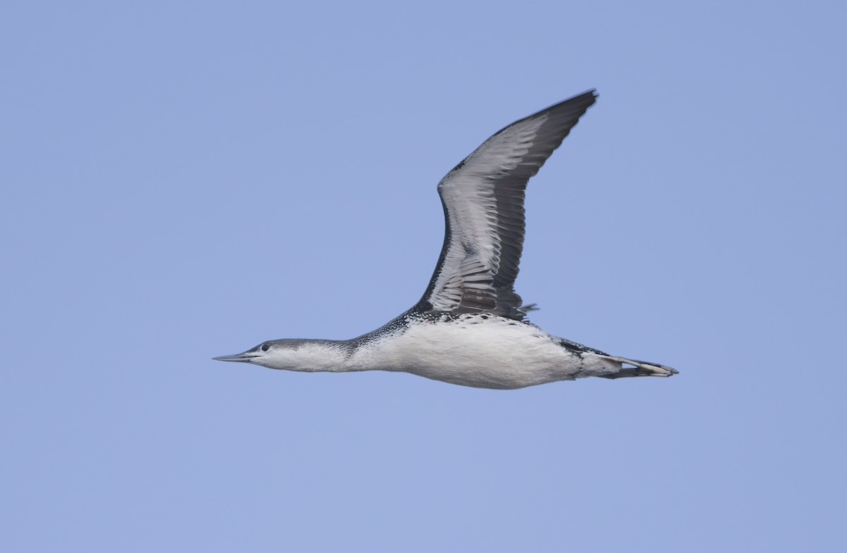 Red-throated Loon - ML645977636