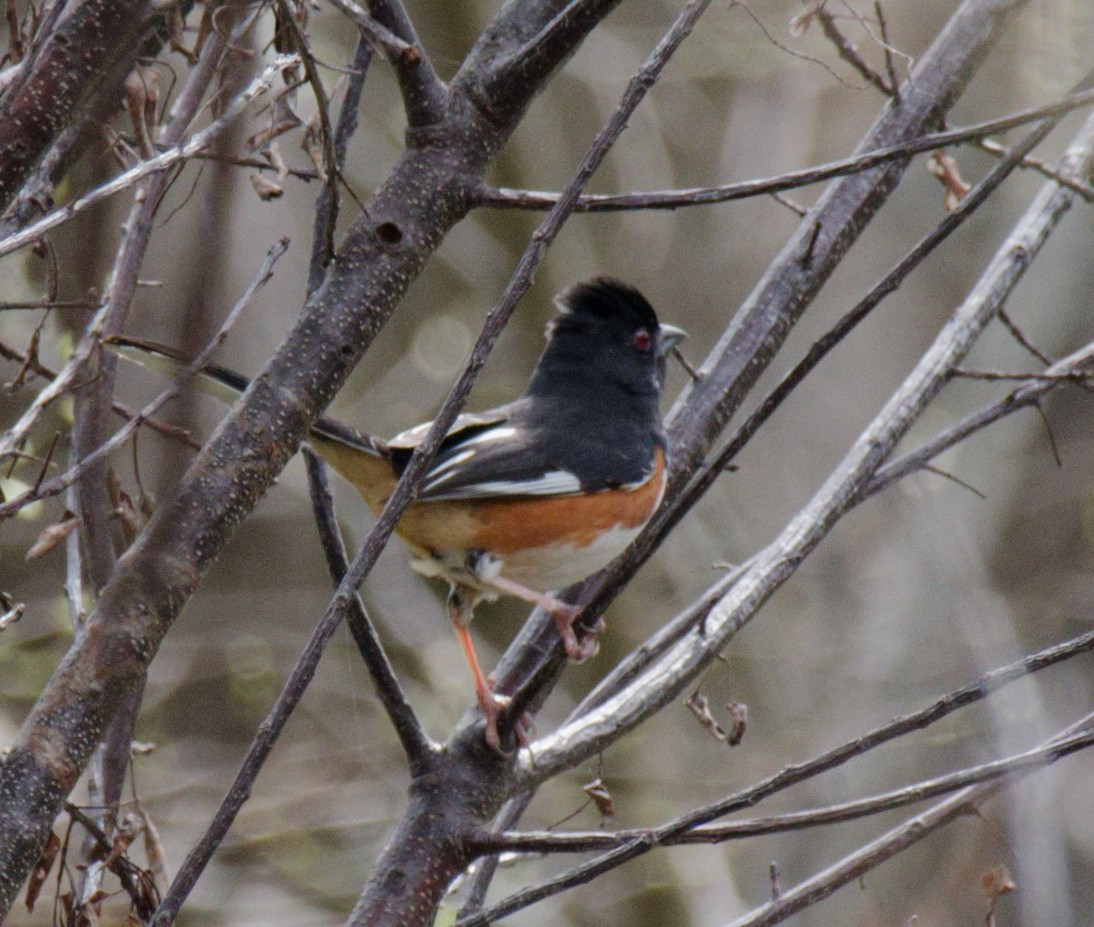 Eastern Towhee - ML645977637