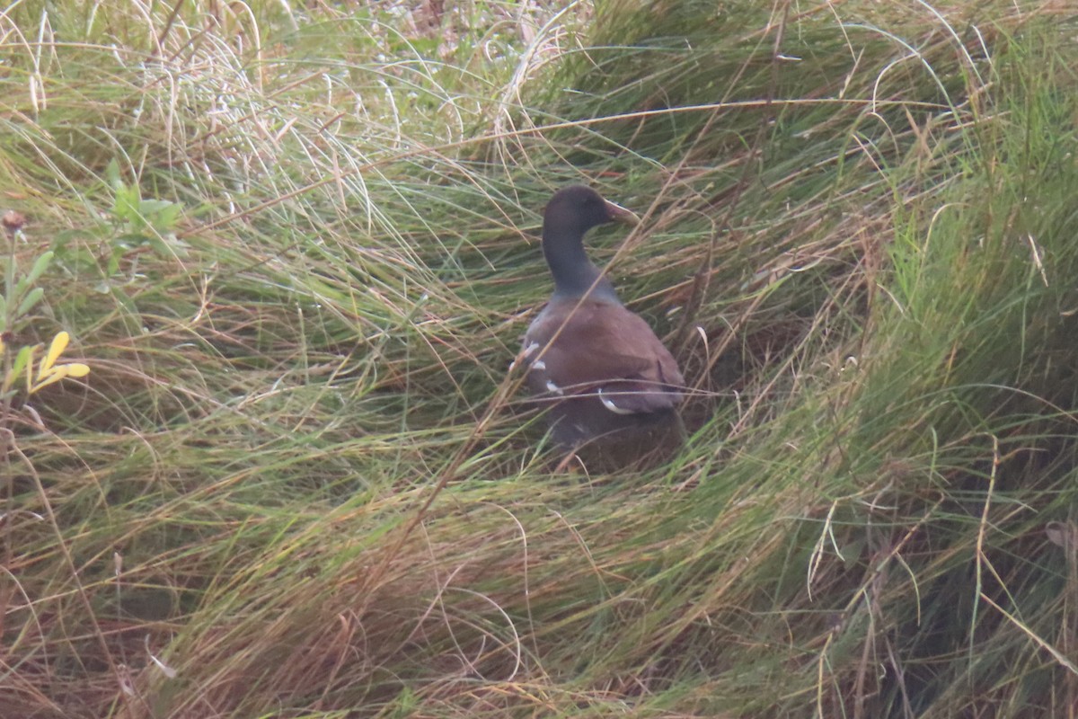 Common Gallinule - ML645977638