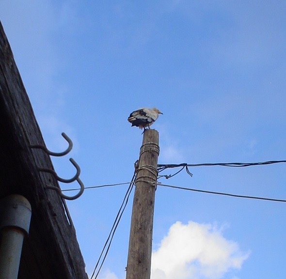 Egyptian Vulture - ML645977639