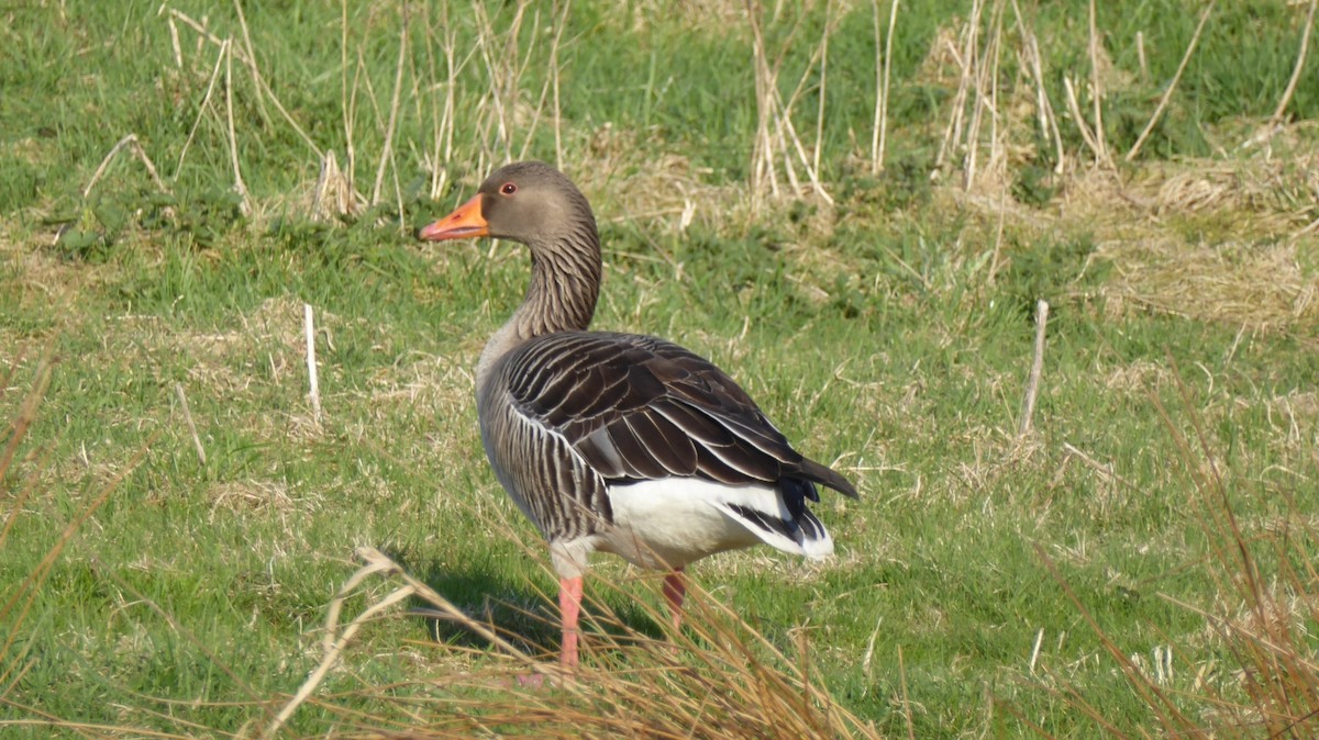 Graylag Goose - ML645977640