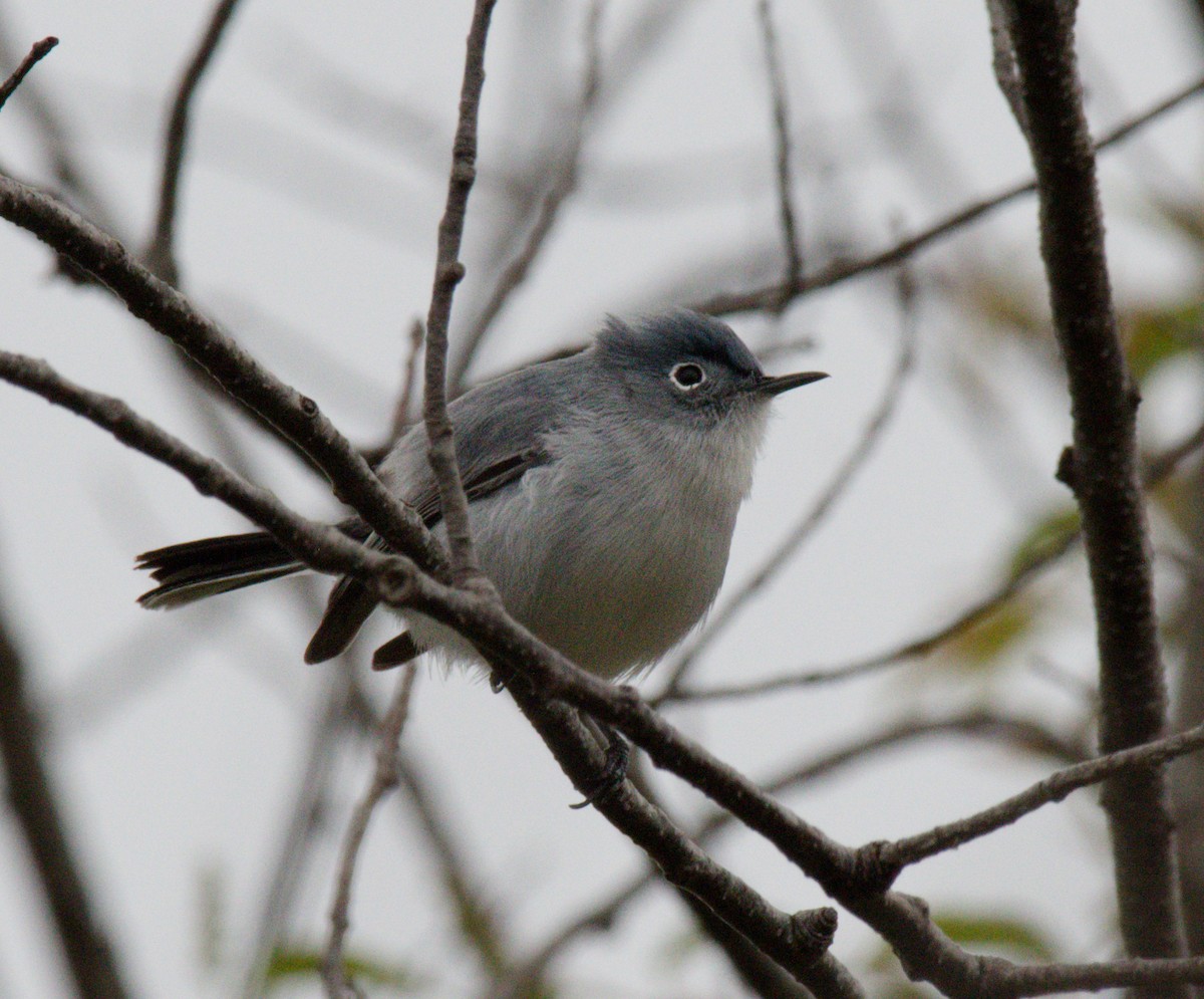 Blue-gray Gnatcatcher - ML645977641