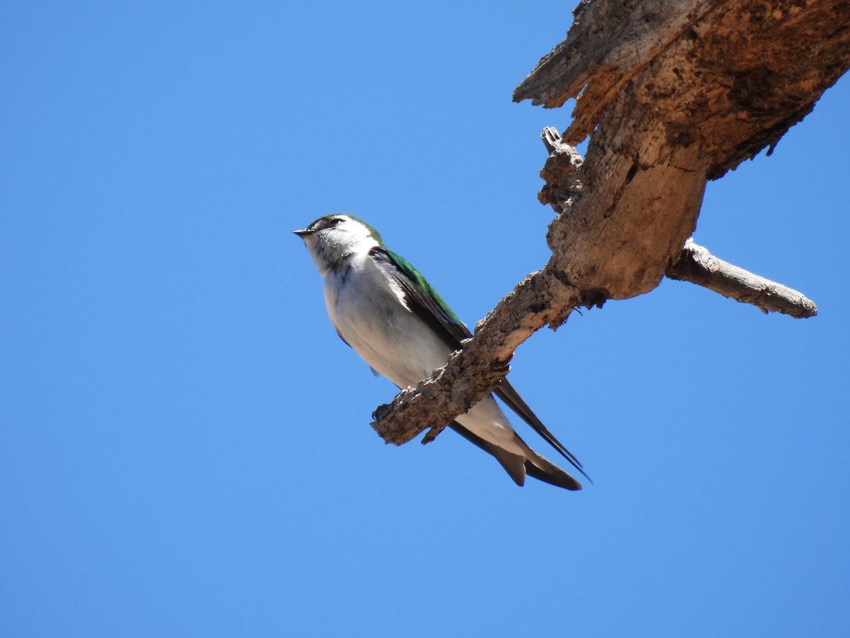 Violet-green Swallow - ML645977642