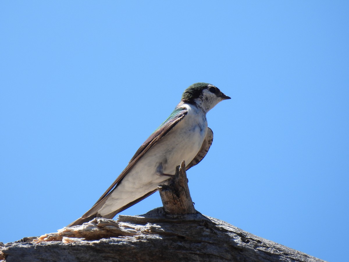 Violet-green Swallow - ML645977643