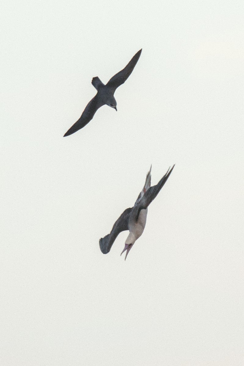 Red-footed Booby - ML645977644