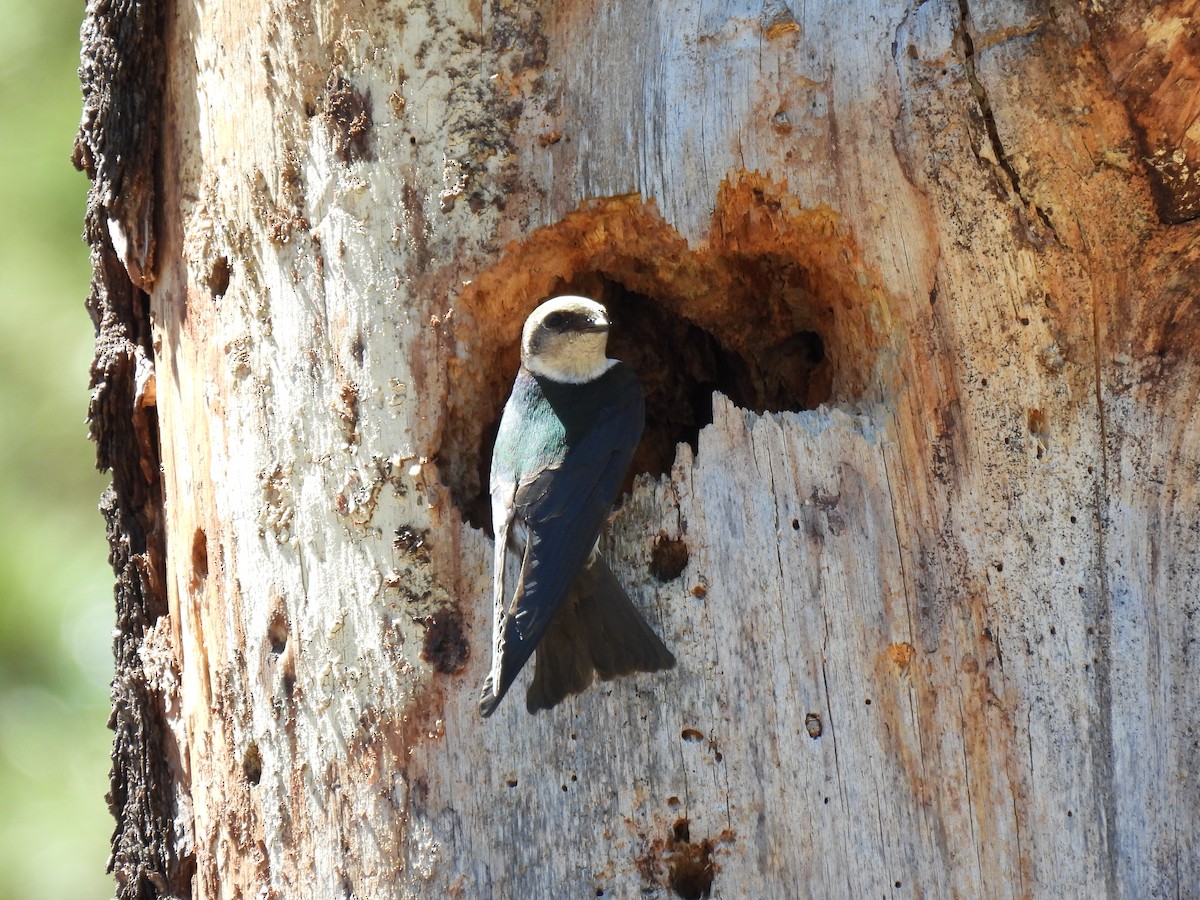 Violet-green Swallow - ML645977645