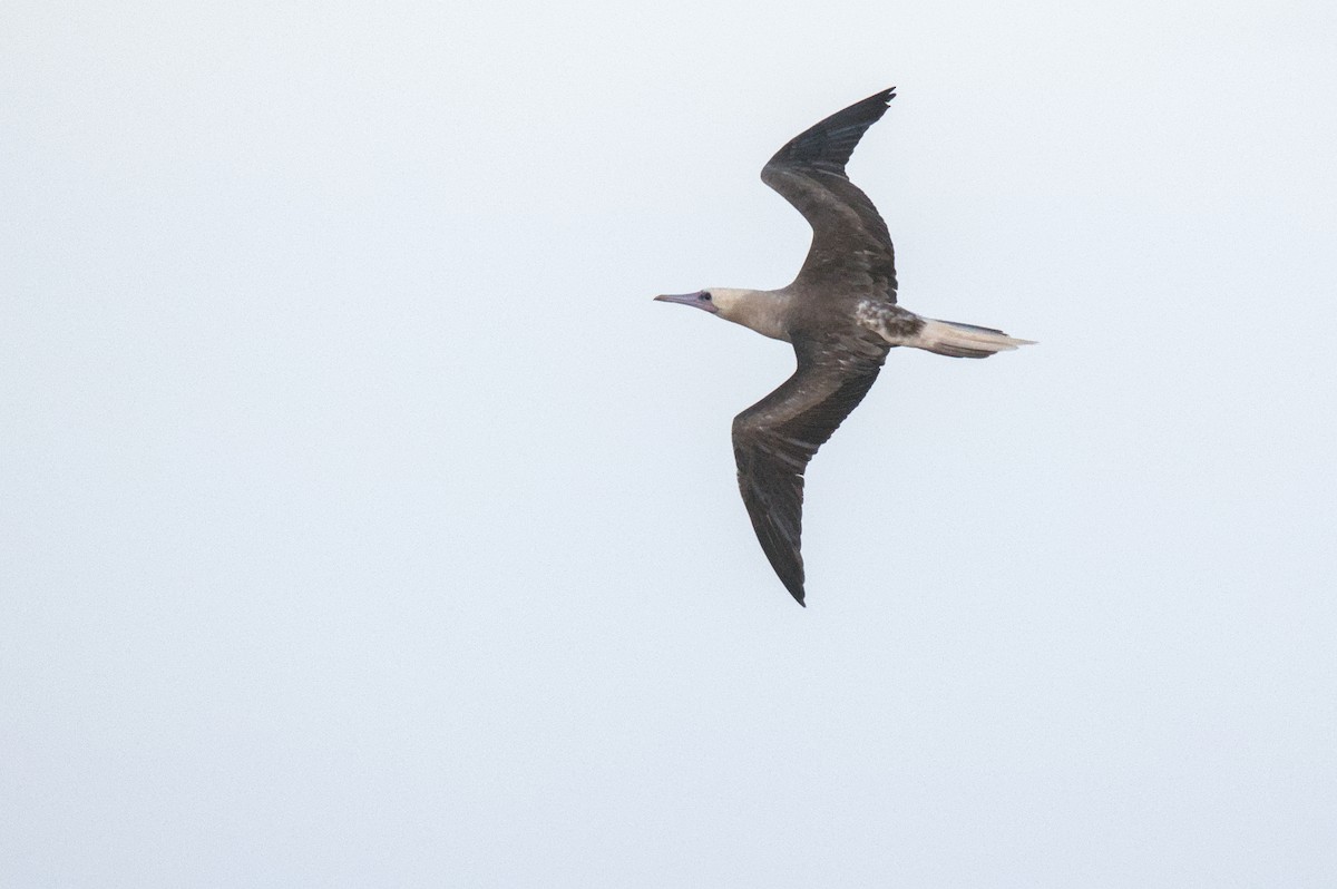 Red-footed Booby - ML645977646