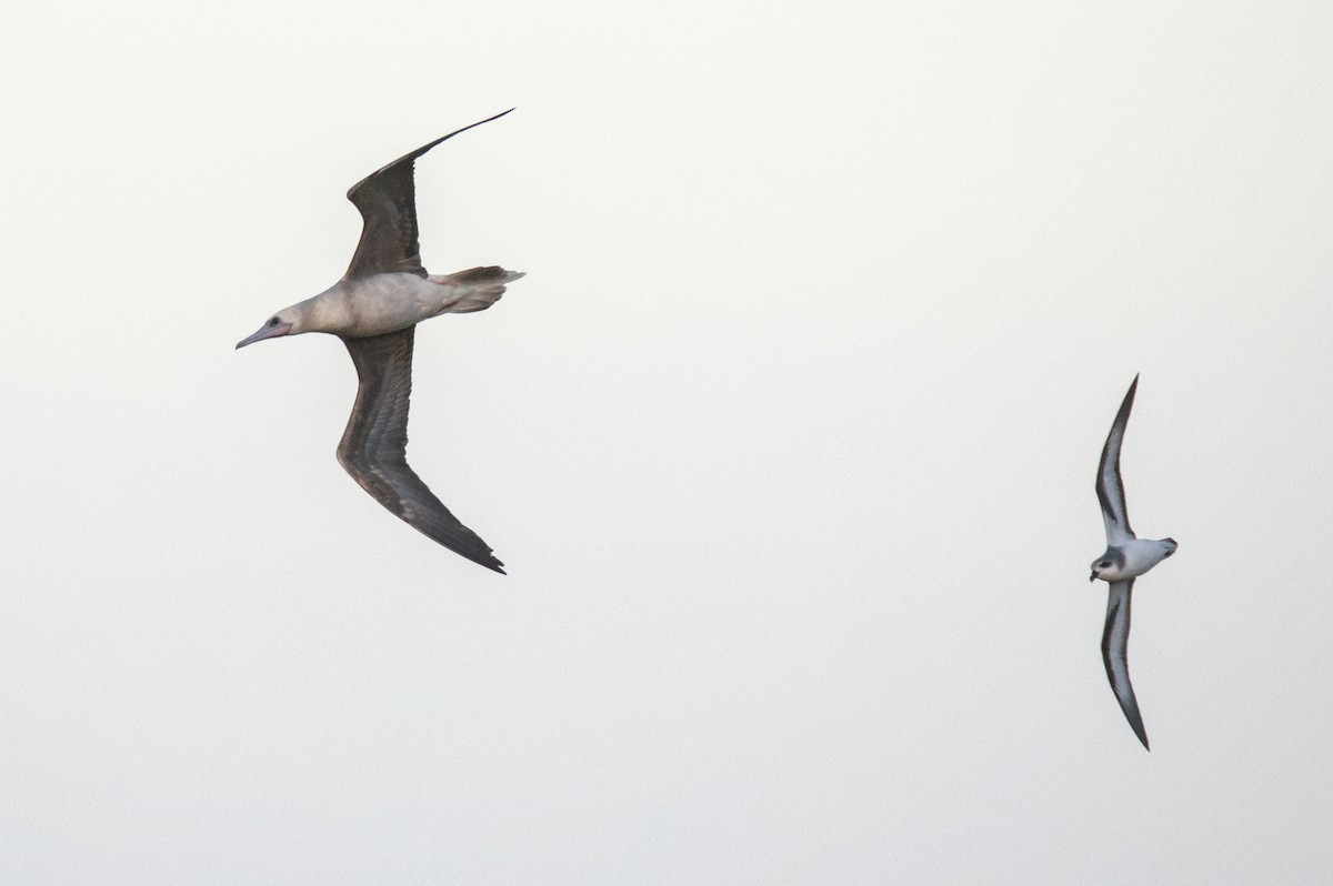 Red-footed Booby - ML645977648
